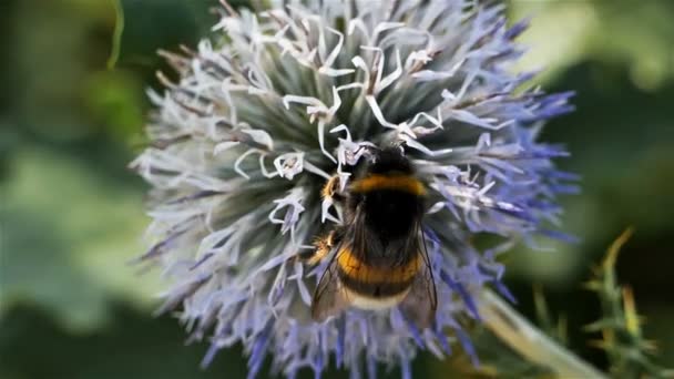 Hommel Een Echinops Ritro — Stockvideo