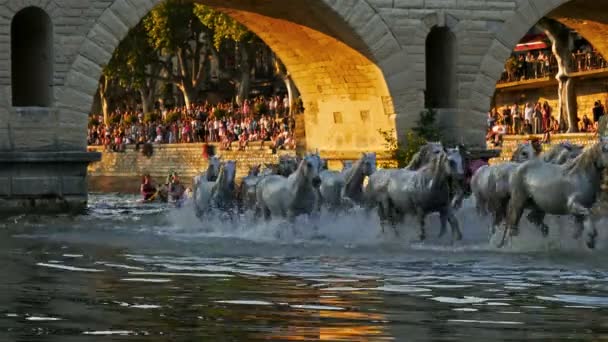 Sommieres Gard Occitanie Fransa Beyaz Kamp Atları Vidourle Nehrinde Yüzyıldan — Stok video