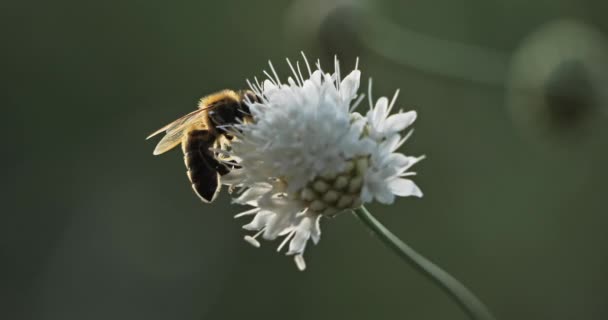 Včela Bere Nektar Opyluje Květinu — Stock video