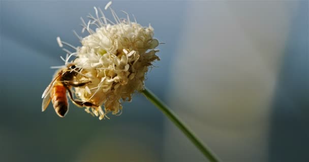 Пчела Берет Нектар Опыляет Цветок — стоковое видео