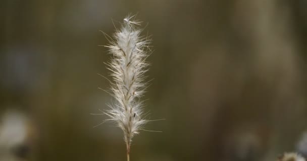 Wild Grass Poaceae Gramineae — Stock Video