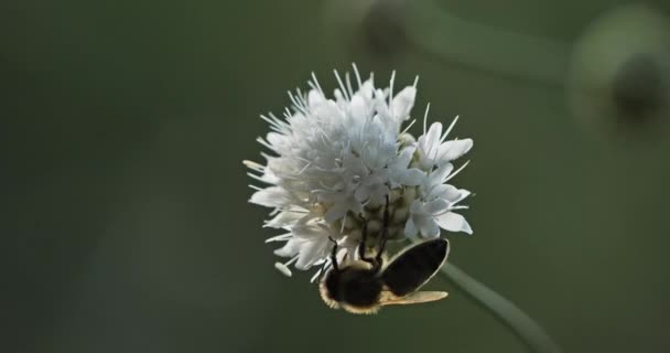 Μια Μέλισσα Παίρνει Νέκταρ Και Γονιμοποιεί Ένα Λουλούδι — Αρχείο Βίντεο