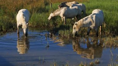 Beyaz kamp atları, Camargue, Fransa