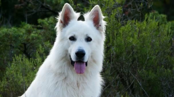 Berger Blanc Suisse White Swiss Shepherd Huisdier Hond Canis Lupus — Stockvideo