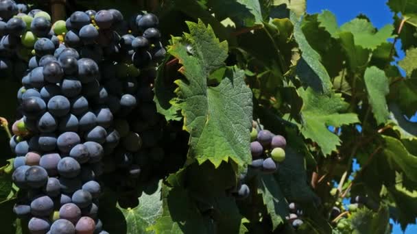 Виноградники Біля Pic Saint Loup Claret Herault France — стокове відео