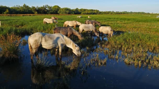 Λευκά Άλογα Camargue Camargue Γαλλία — Αρχείο Βίντεο