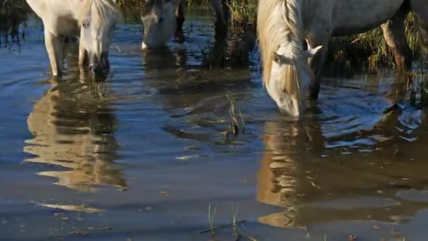 Weiße Camargue Pferde Camargue Frankreich — Stockvideo