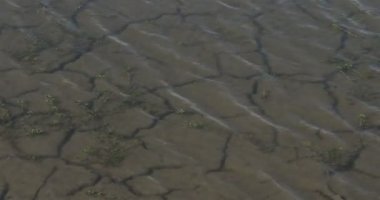 Scamandre doğal parkındaki kuraklık toprağı, Camargue, Fransa