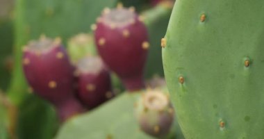 Opuntia ficus-indica - Barbar İncir