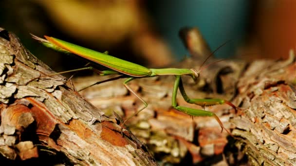 Europeu Mantis Mantis Religiosa Uma Árvore — Vídeo de Stock