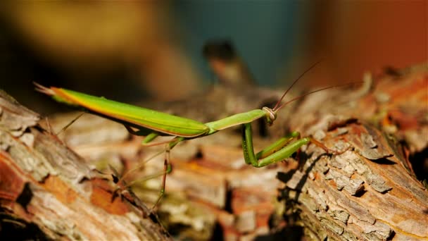 Europeisk Mantis Eller Mantis Religiosa Ett Träd — Stockvideo