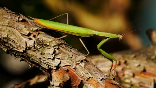 Mantis Europeu Também Chamado Nome Louva Deus — Vídeo de Stock