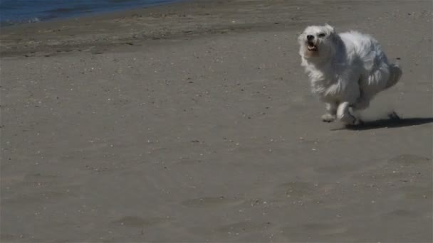Coton Tulear Biegający Plaży — Wideo stockowe
