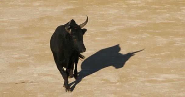 Peleas Toros Sin Sangre Estilo Francés Llamadas Camarguaise Curso Saintes — Vídeo de stock