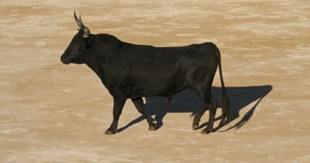 Tauromachie Sans Sang Style Français Appelée Cours Camarguaise Saintes Maries — Video