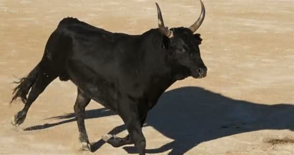 Blutloser Stierkampf Französischer Prägung Namens Course Camarguaise Saintes Maries Mer — Stockvideo