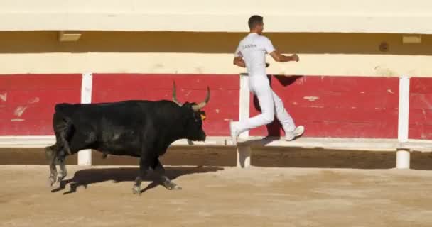 Blutloser Stierkampf Französischer Prägung Namens Course Camarguaise Saintes Maries Mer — Stockvideo