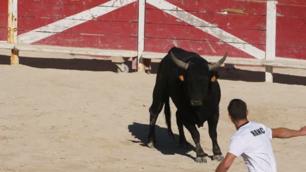 Blutloser Stierkampf Französischer Prägung Namens Course Camarguaise Saintes Maries Mer — Stockvideo