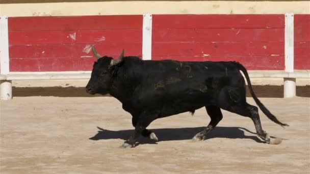Blutloser Stierkampf Französischer Prägung Namens Course Camarguaise Saintes Maries Mer — Stockvideo