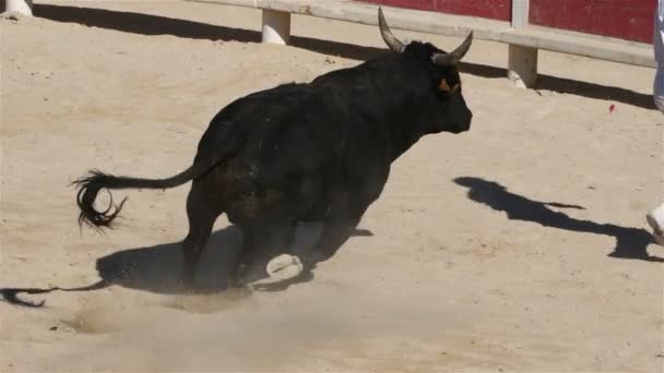 Peleas Toros Sin Sangre Estilo Francés Llamadas Camarguaise Curso Saintes — Vídeo de stock