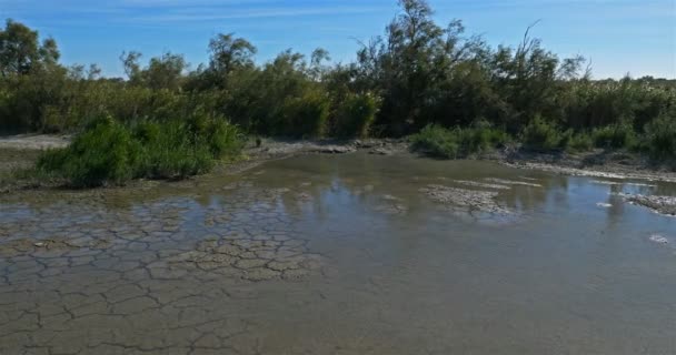 Φυσικό Περιφερειακό Πάρκο Scamandre Petite Camargue Occitanie Γαλλία Νερό Που — Αρχείο Βίντεο