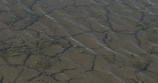 Terreno Arido Nel Parco Naturale Regionale Scamandre Camargue Francia — Video Stock