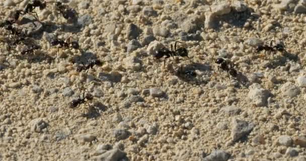 Hormigas Suelo Sur Francia — Vídeo de stock