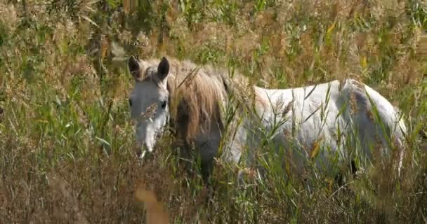 Camargue Pferde Occitanie Frankreich — Stockvideo