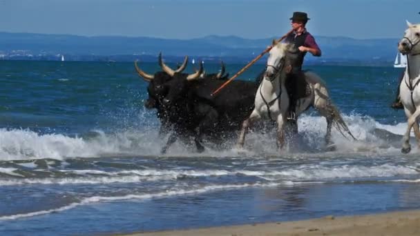 Cowboys Ridning Camargue Tjurar Camargue Frankrike — Stockvideo