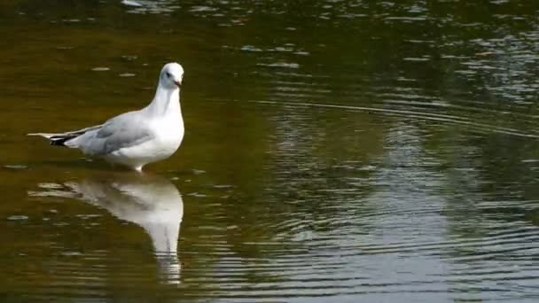 Gaivotas Cabeça Preta Chroicocephalus Ridibundus — Vídeo de Stock