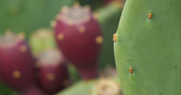 Opuntia Ficus Indica Fico Barbaro — Video Stock