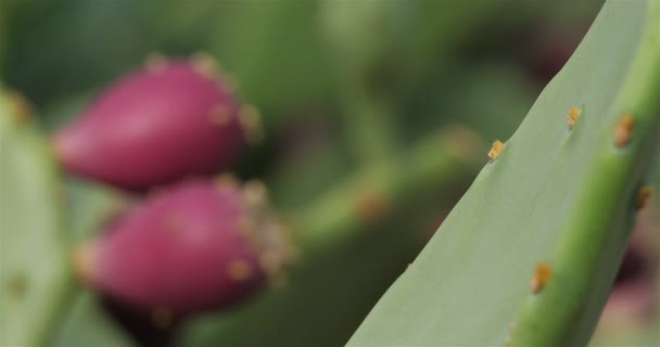 Opuntia Ficus Indica Barbary Fík — Stock video