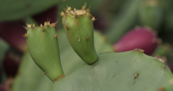 Opuntia Ficus Indica Barbary Fig — 图库视频影像