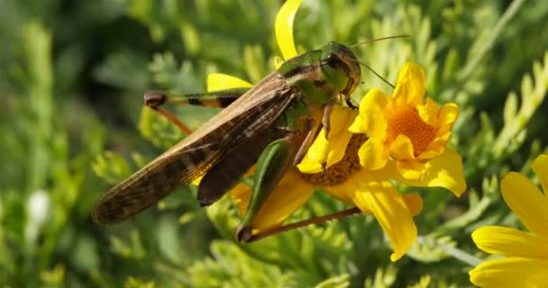 Korthippus Paraleli Yabani Bir Çiçeğin Üzerinde Kriket — Stok video