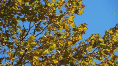 Fransa 'da sonbahar sezonu. Sonbahar mevsiminde rüzgarda savrulan platan yaprakları