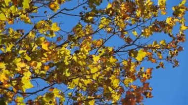 Fransa 'da sonbahar sezonu. Sonbahar mevsiminde rüzgarda savrulan platan yaprakları