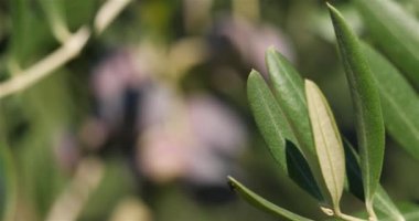 Fransa, zeytinli zeytin dalı