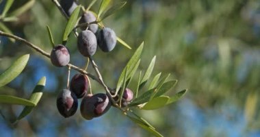 Fransa, zeytinli zeytin dalı