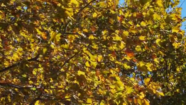 Temporada Otoño Francia Hojas Platano Viento Durante Temporada Otoño — Vídeos de Stock