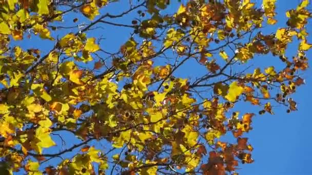 프랑스 가을에 의나무 — 비디오