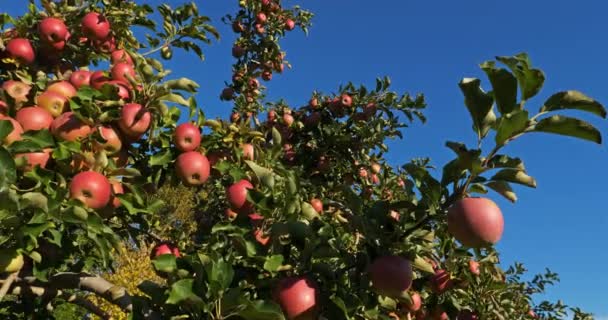 Fruktträdgårdens Äppelträd Occitanen Södra Frankrike — Stockvideo