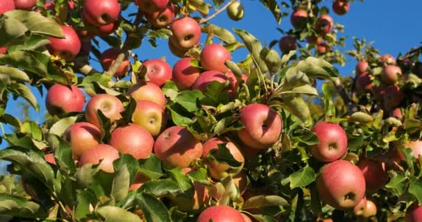 Fruktträdgårdens Äppelträd Occitanen Södra Frankrike — Stockvideo