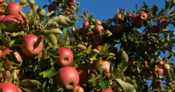 Apfelbäume Obstgarten Okzitanisch Südfrankreich — Stockvideo