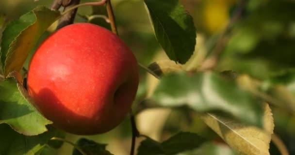 Fruktträdgårdens Äppelträd Occitanen Södra Frankrike — Stockvideo