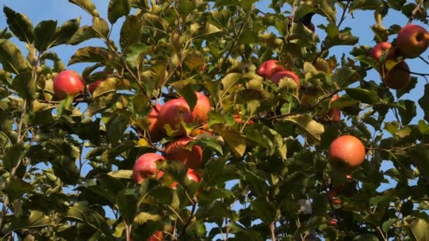 Fruktträdgårdens Äppelträd Occitanen Södra Frankrike — Stockvideo