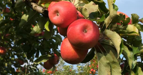 Orchard Apple Trees Occitan Southern France — Stock Video