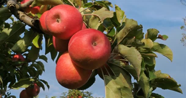 Apfelbäume Obstgarten Okzitanisch Südfrankreich — Stockvideo