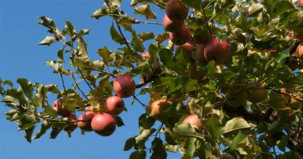 Apfelbäume Obstgarten Okzitanisch Südfrankreich — Stockvideo