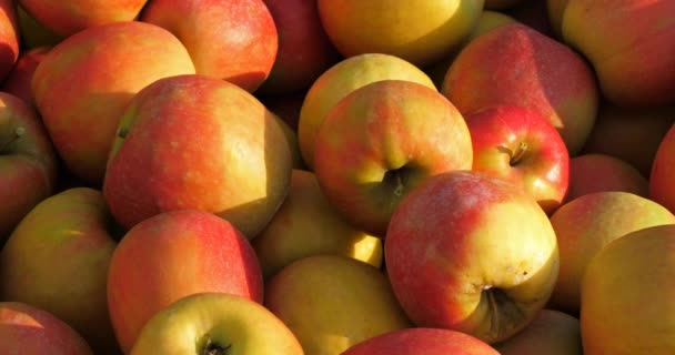 Fruktträdgårdens Äppelträd Occitanen Södra Frankrike — Stockvideo