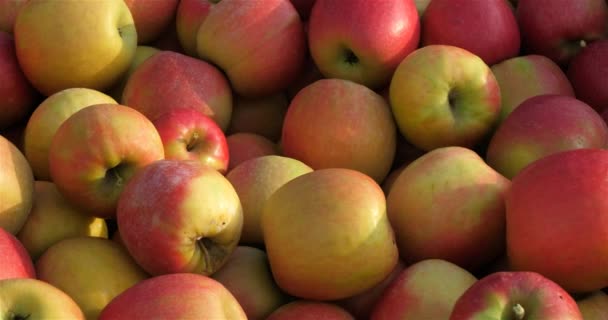 Appelboomgaard Occitaan Zuid Frankrijk — Stockvideo